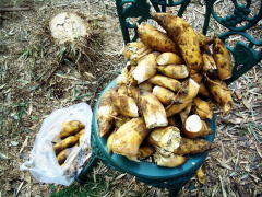 �V�[�Y����葁���R�����X�Ɏ��n���ꂽ�����̂�