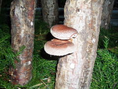 竹林の中で育ったシイタケ